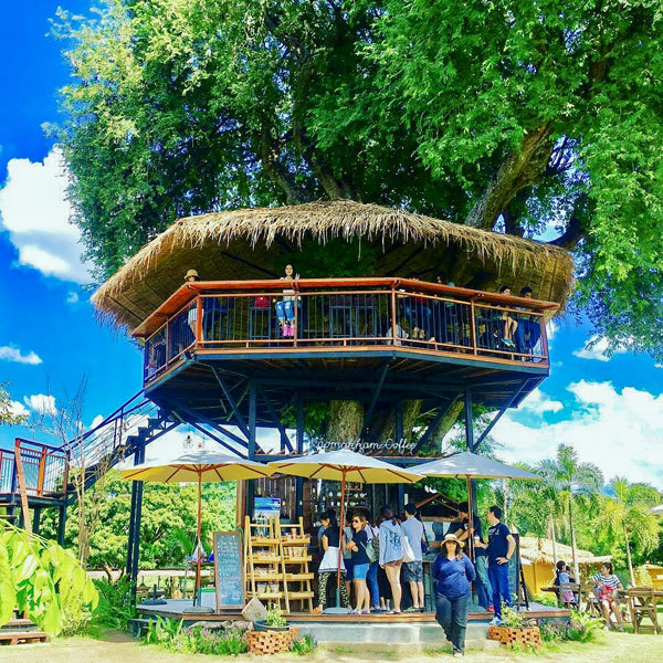 Jungle De Cafe.jpg