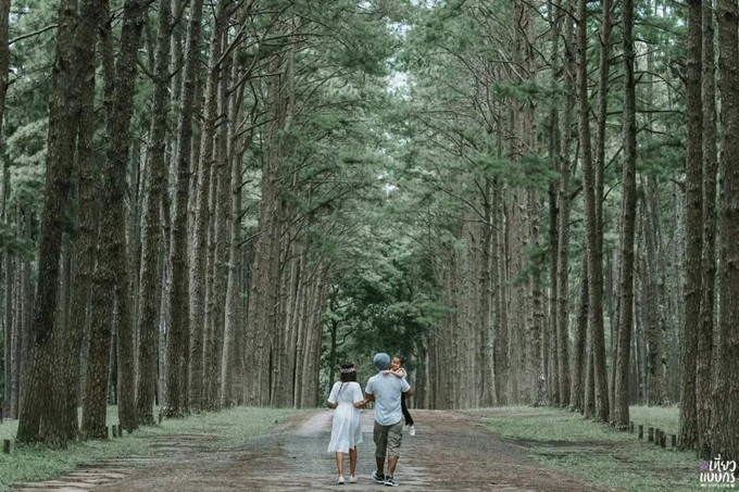 博角松树林，清迈荷县.jpg