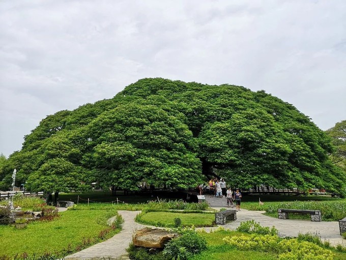 巨雨树.jpg