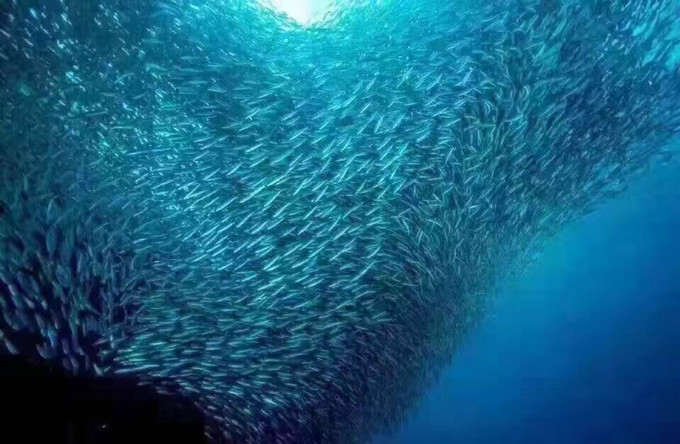 沙丁鱼风暴.jpg