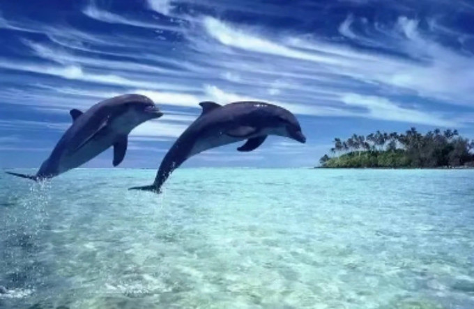 追海豚.jpg