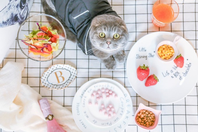 Caturday cat cafe.jpg
