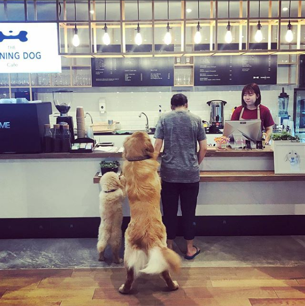 11. TheRunning Dog Cafe 独乐乐，不如与宠物众乐乐.png