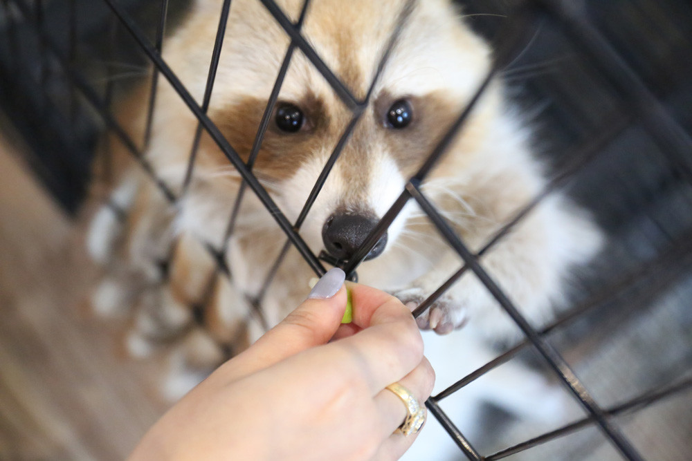 小浣熊2.jpg