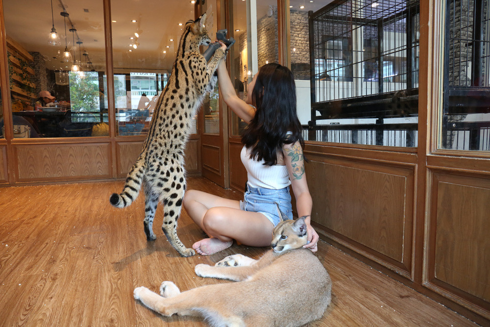 狞猫和薮猫.jpg