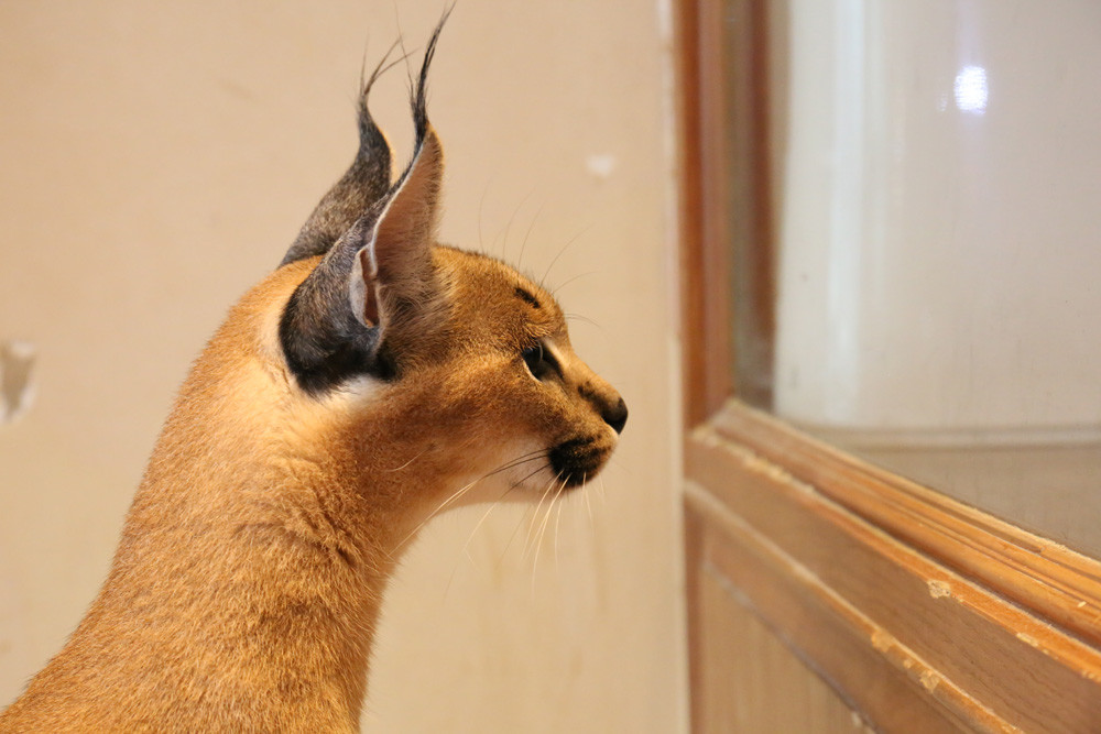 狞猫和薮猫2.jpg