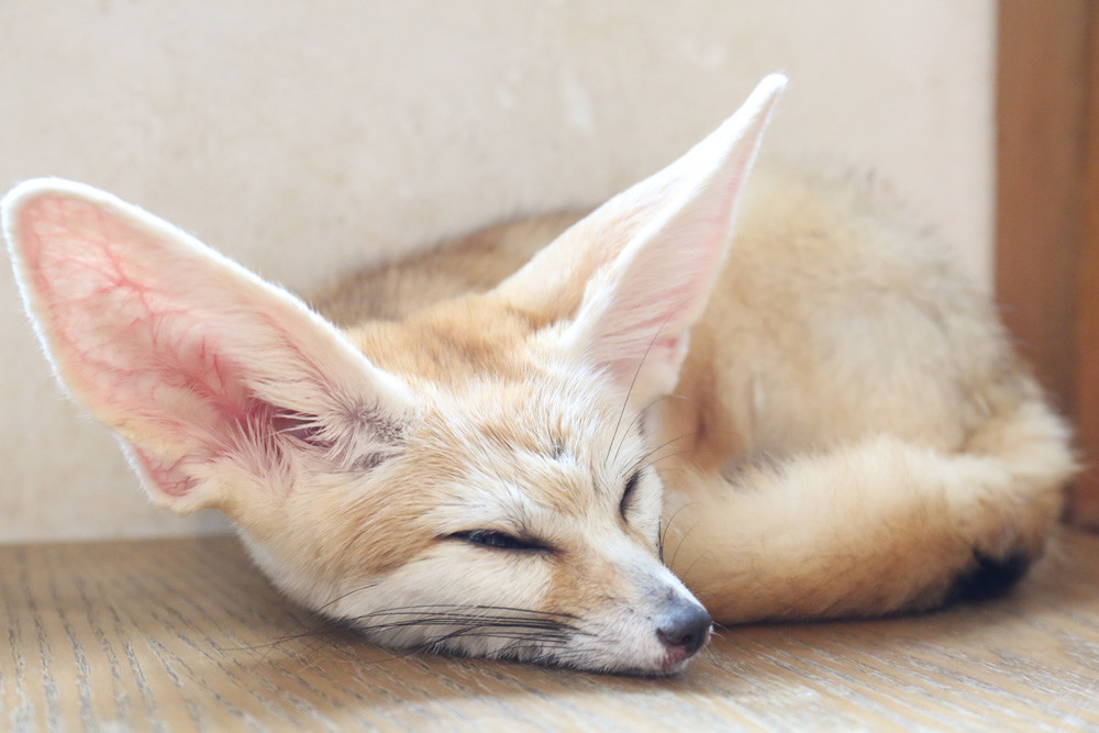 小浣熊.jpg