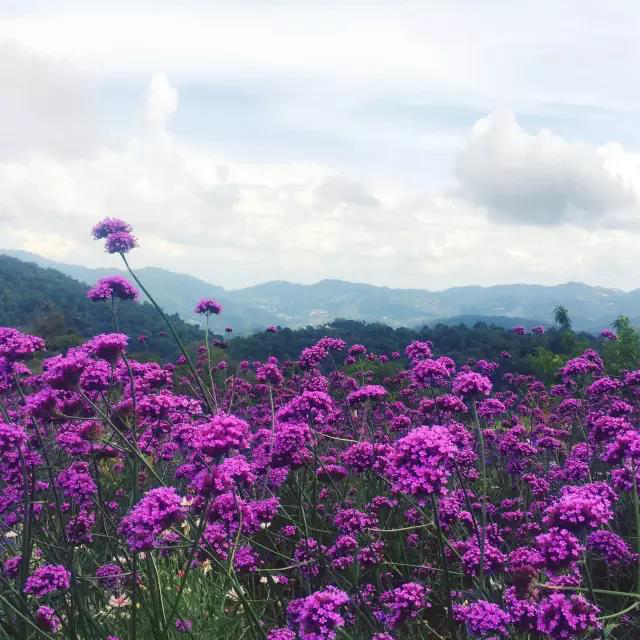 马鞭草花海.png